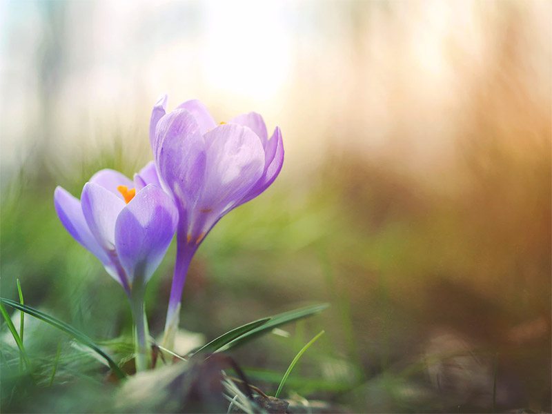 Spring Wallpapers - Purple Flower