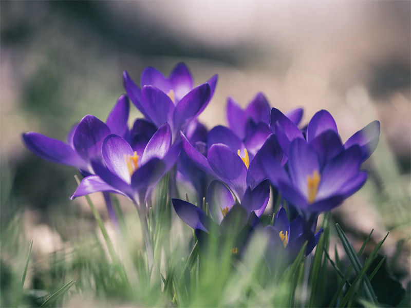 Purple Flower