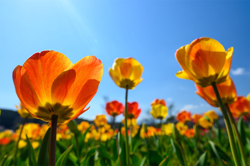 Spring Wallpapers - Low Angle Flowers