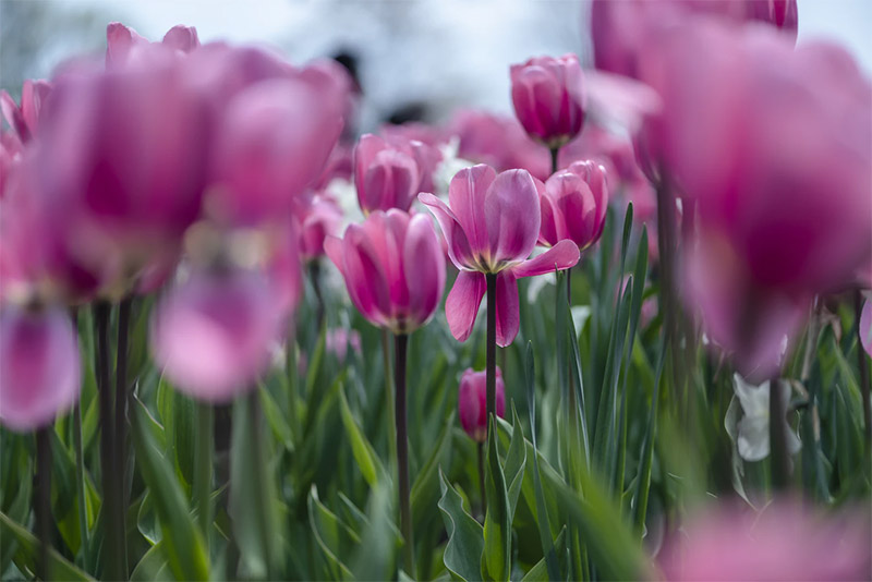 Pink Tulips