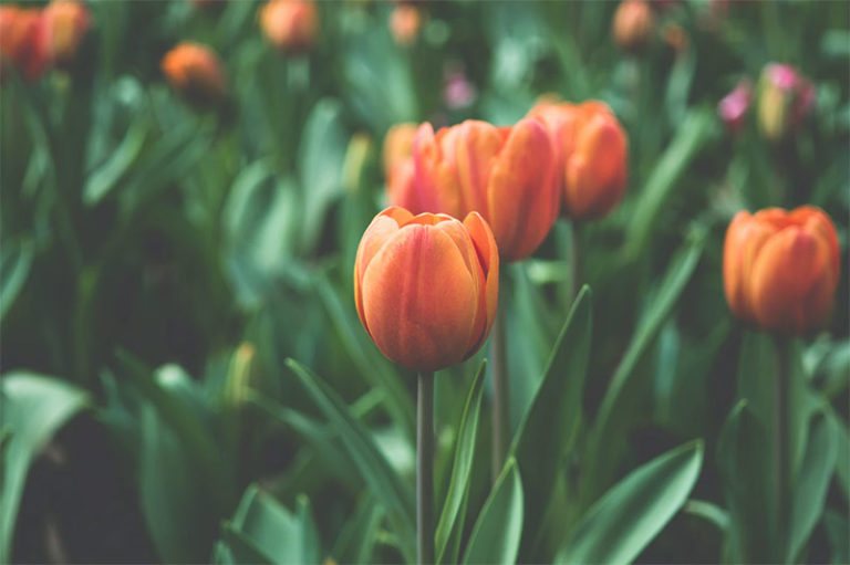 Beautiful Free Spring Wallpaper and Spring Desktop Backgrounds