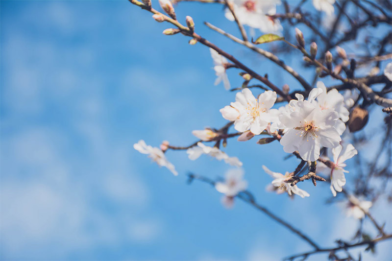 Almond Blossom
