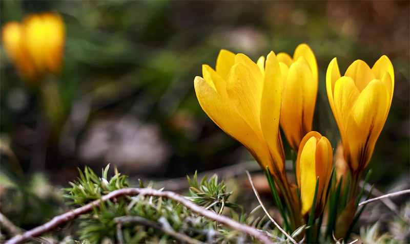 Yellow Flower Wallpaper