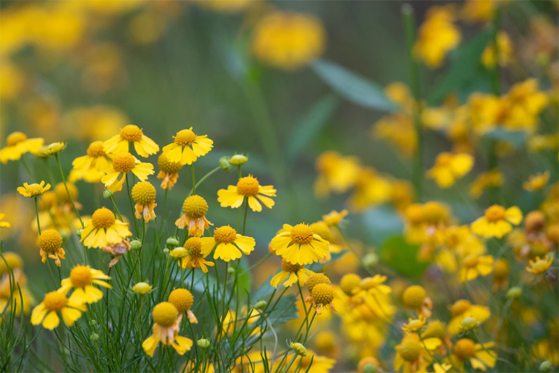 Yellow Flowers