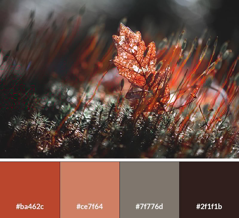 Autumn's Majesty - Earth Tone Color Palette