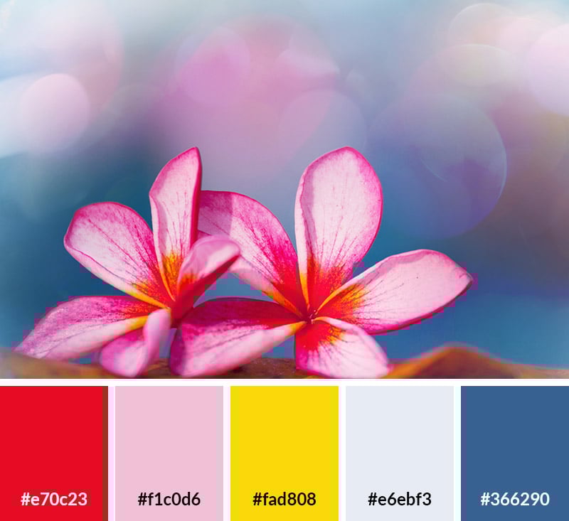 Colorful Flowers - Summer Color Palette